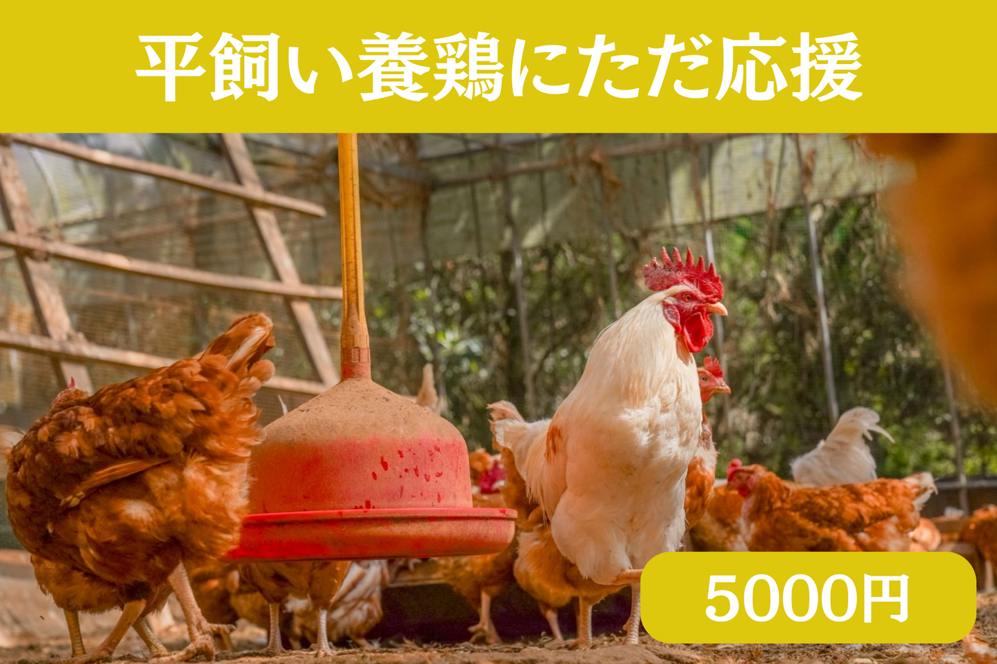 ただただ応援(寄付)