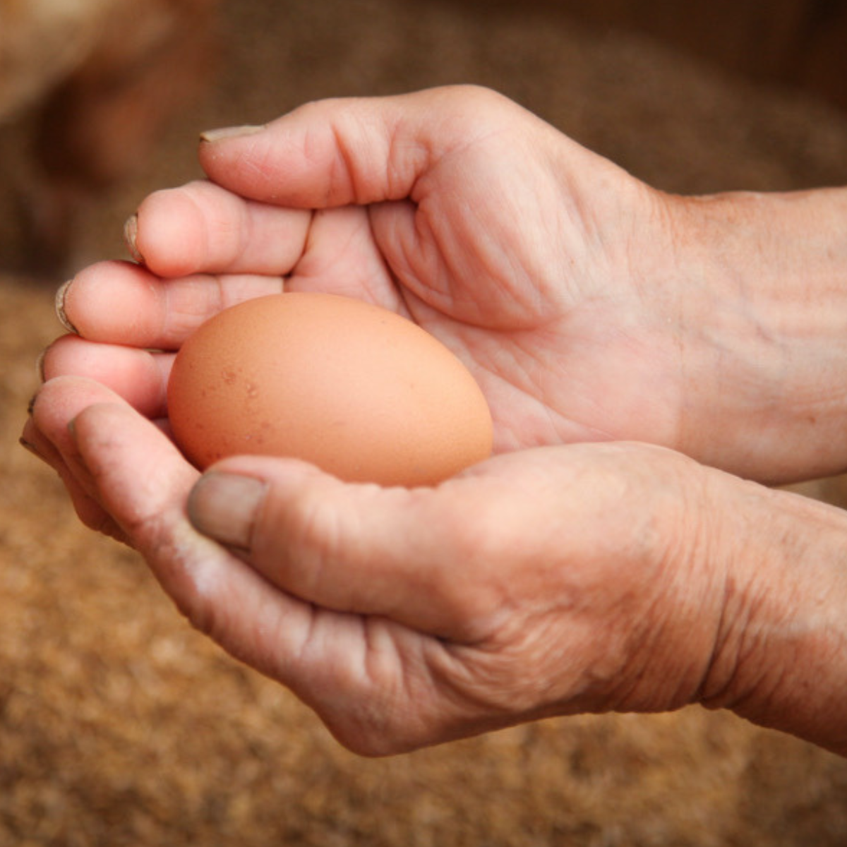 【数量限定】大満足!スエコセット(送料無料)