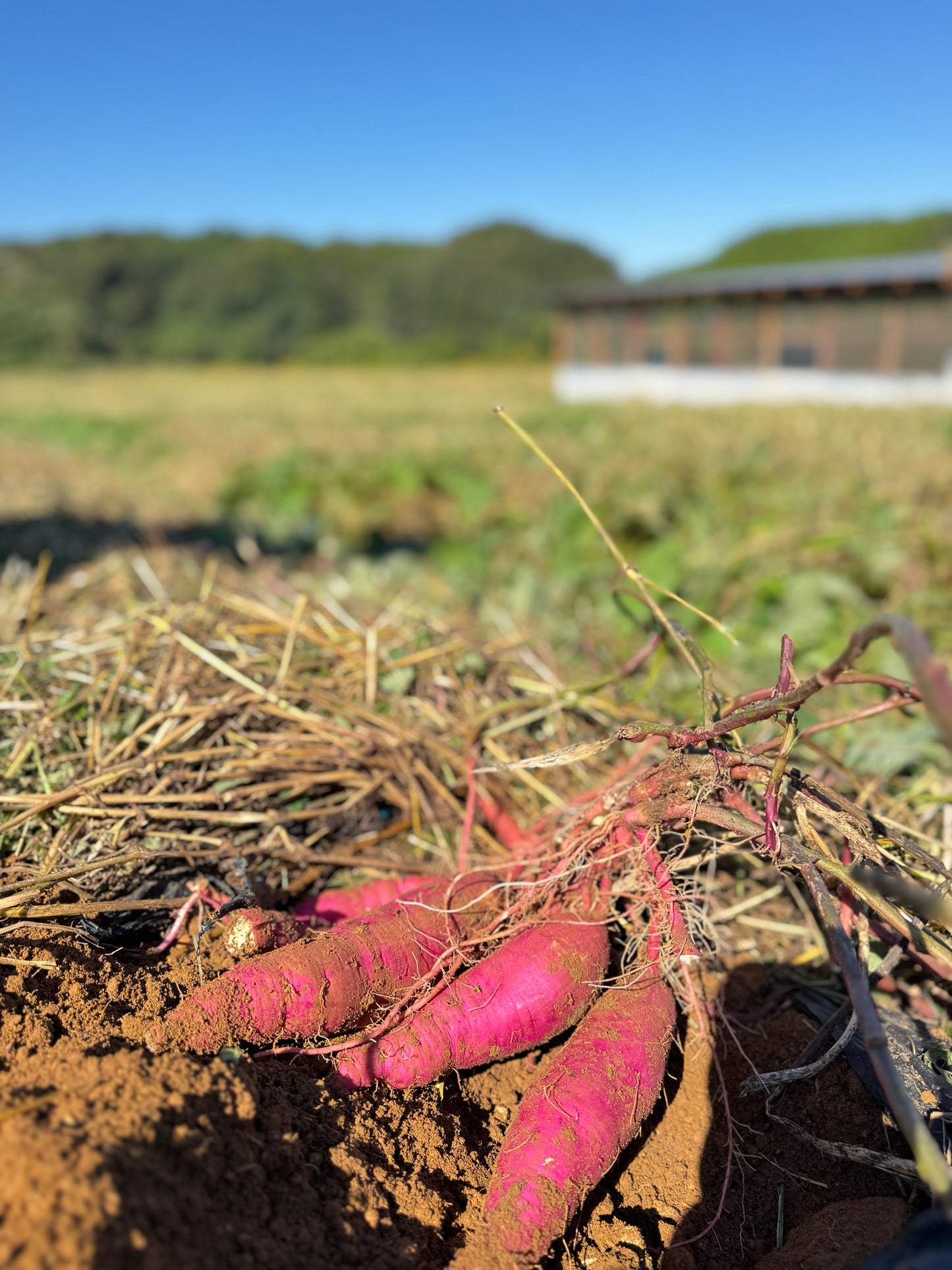 【限定販売】農薬不使用紅はるか