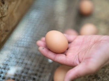 ばあちゃんの昔たまご (100個入り)|平飼い卵 - 素ヱコ農園(スエコノウエン)平飼い卵の通販