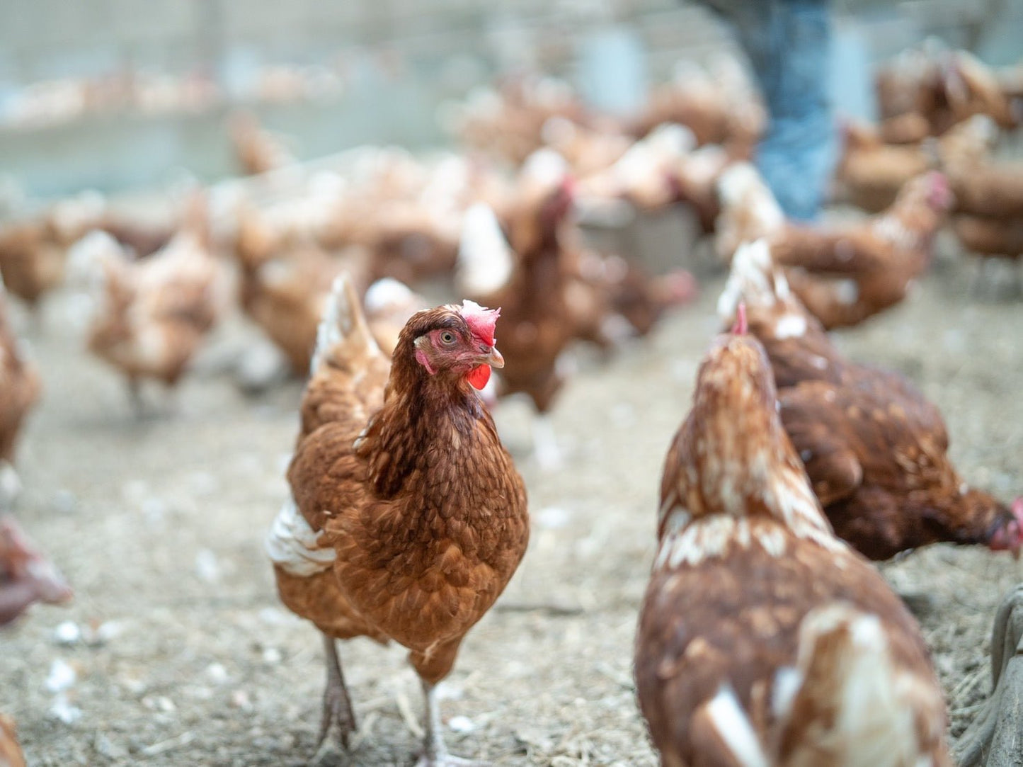 ばあちゃんの昔たまご 40個入り｜平飼い卵 - 素ヱコ農園(スエコノウエン）平飼い卵の通販