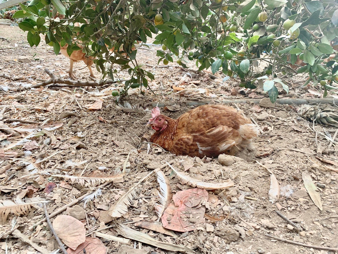 平飼い卵とは？平飼いはアニマルウェルフェアの観点でなぜ注目される？ - 素ヱコ農園(スエコノウエン）平飼い卵の通販