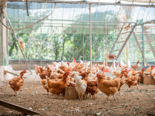 【プロが解説】平飼い卵の価値は？ケージ飼いとの違い・価格・選び方まで完全ガイド