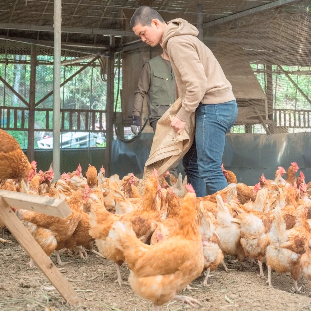 鶏舎で、自分たちで配合した餌を鶏に与えているところ
