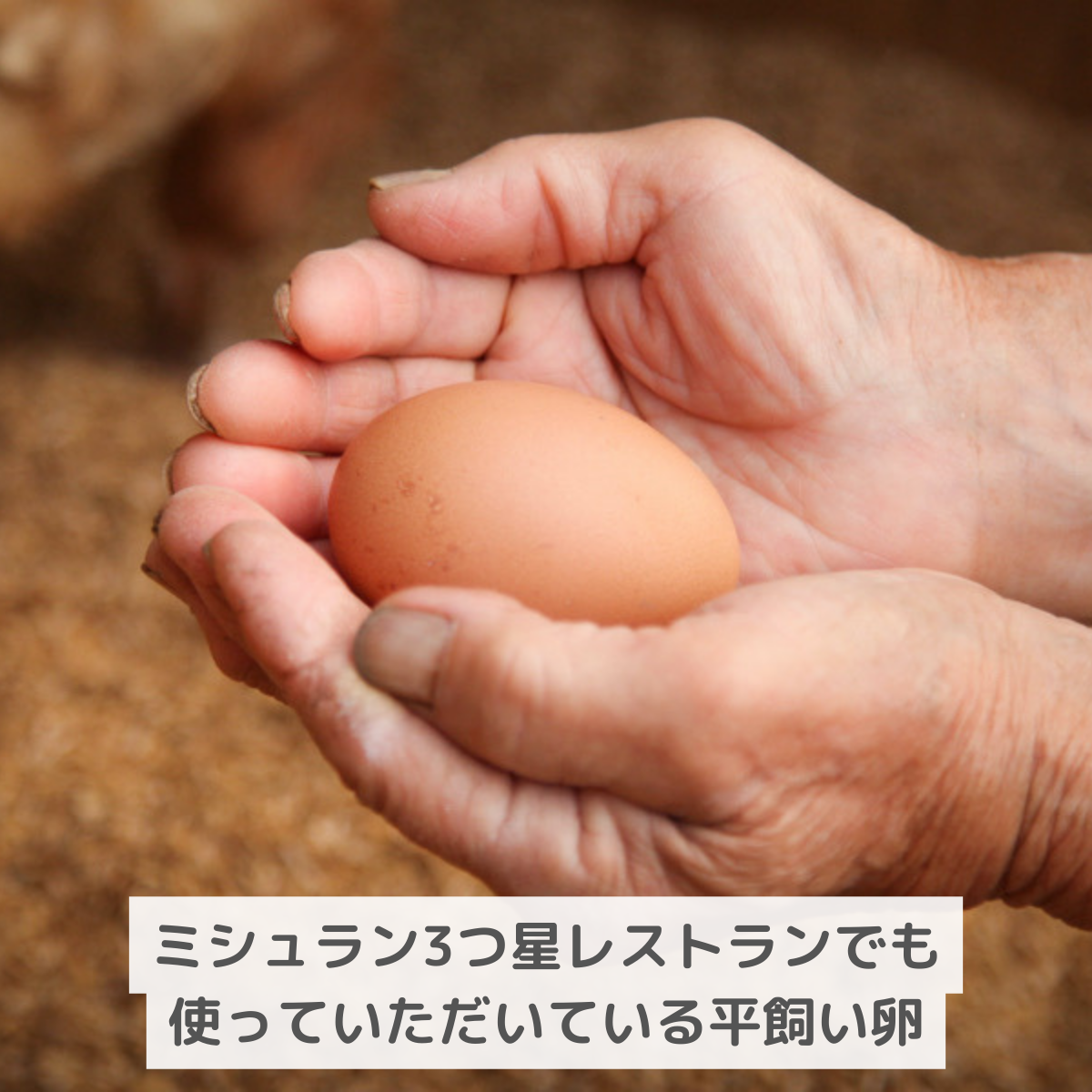 平飼い卵　あられ☆様　１００個 平飼いたまご 燦煌の恵み | 株式会社デイリーエッグ