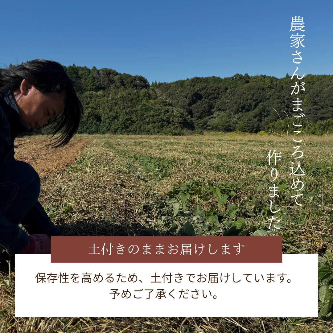 【限定販売】農薬不使用紅はるか