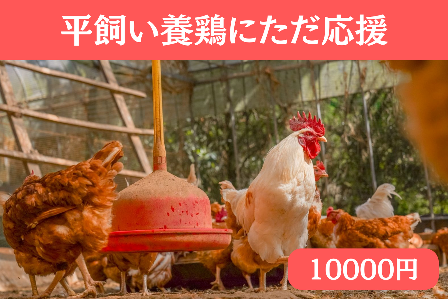 ただただ応援(寄付)