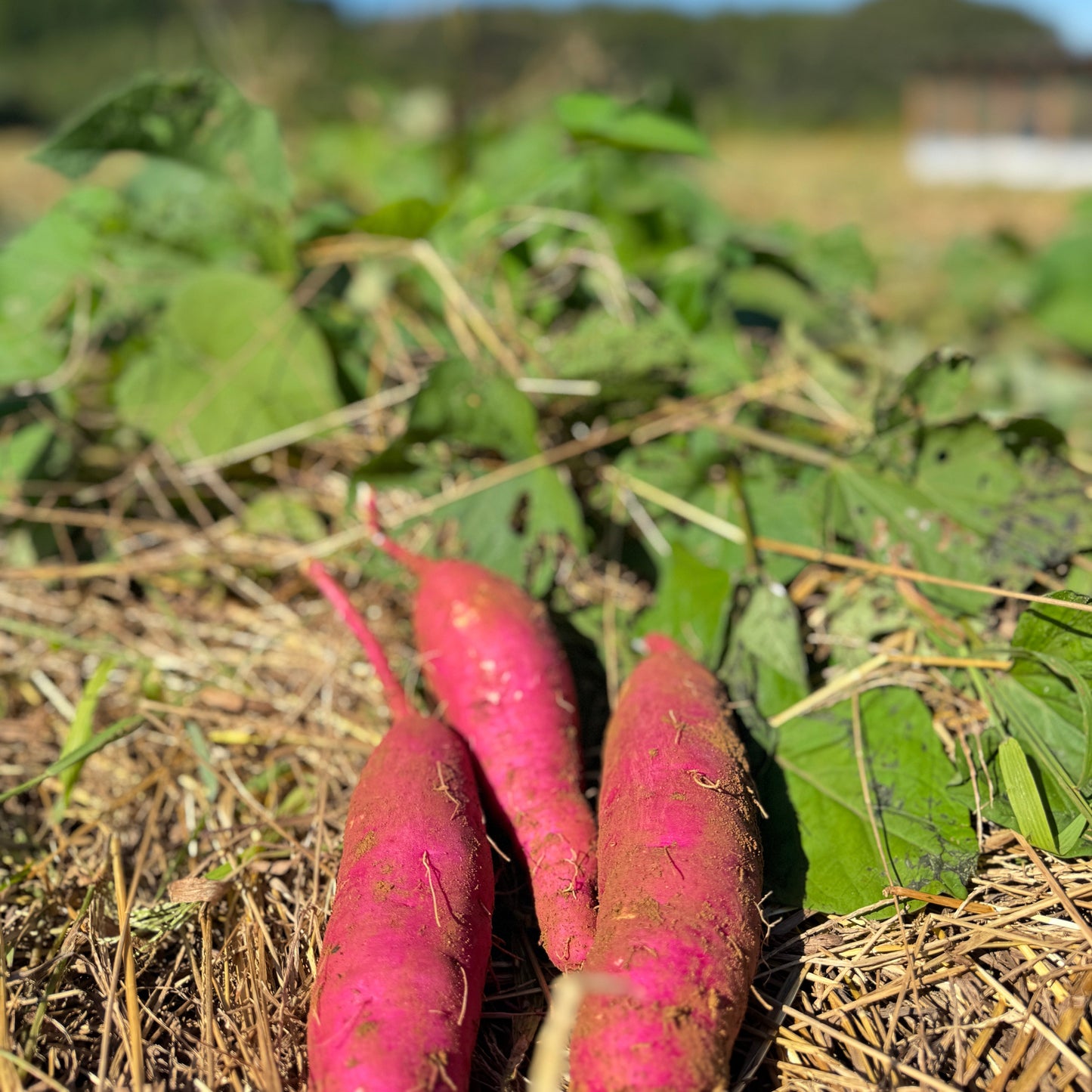 【限定販売】農薬不使用紅はるか