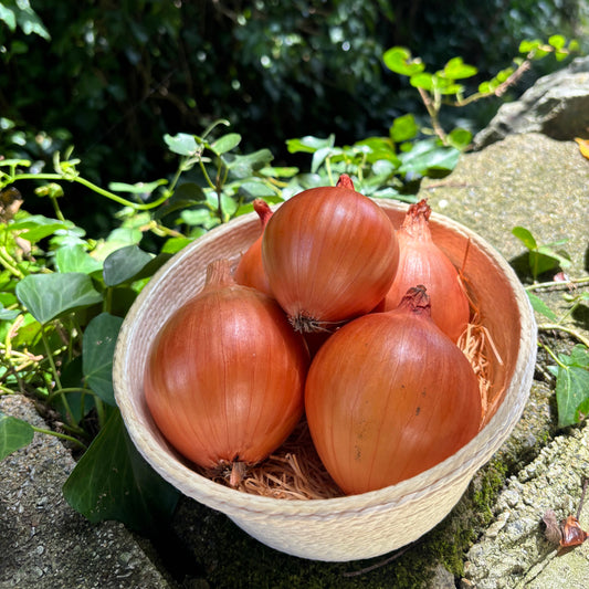 【限定販売】菌ちゃん農法の佐賀県産玉ねぎ