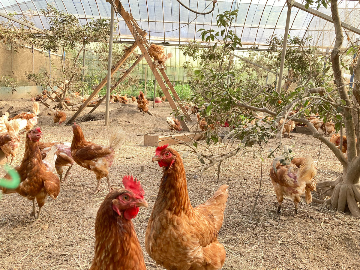 素ヱコ農園の平飼い鶏舎で過ごす鶏たち
