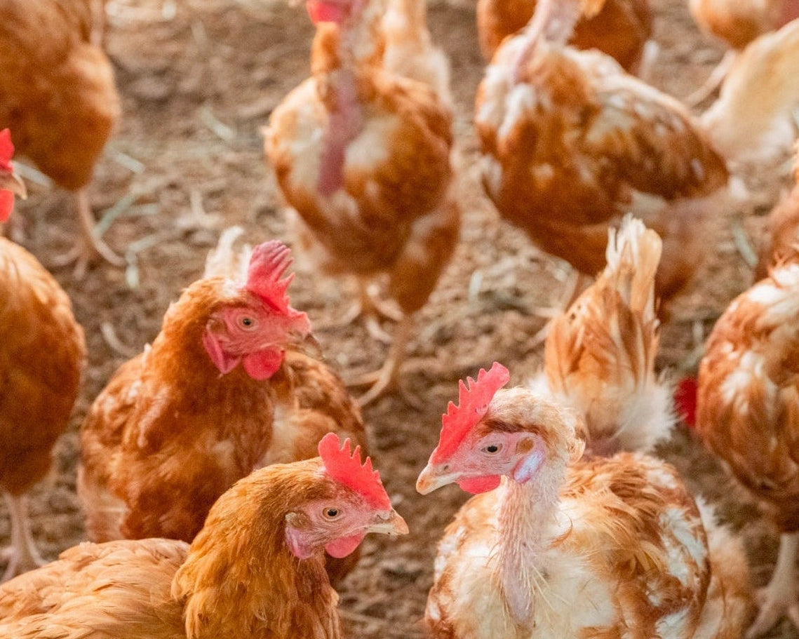 平飼い卵のスープ