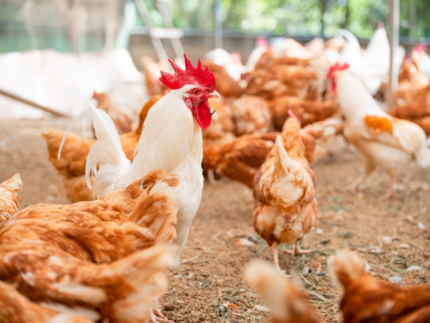 【ギフトにも】手軽な６個入ばあちゃんの昔たまご