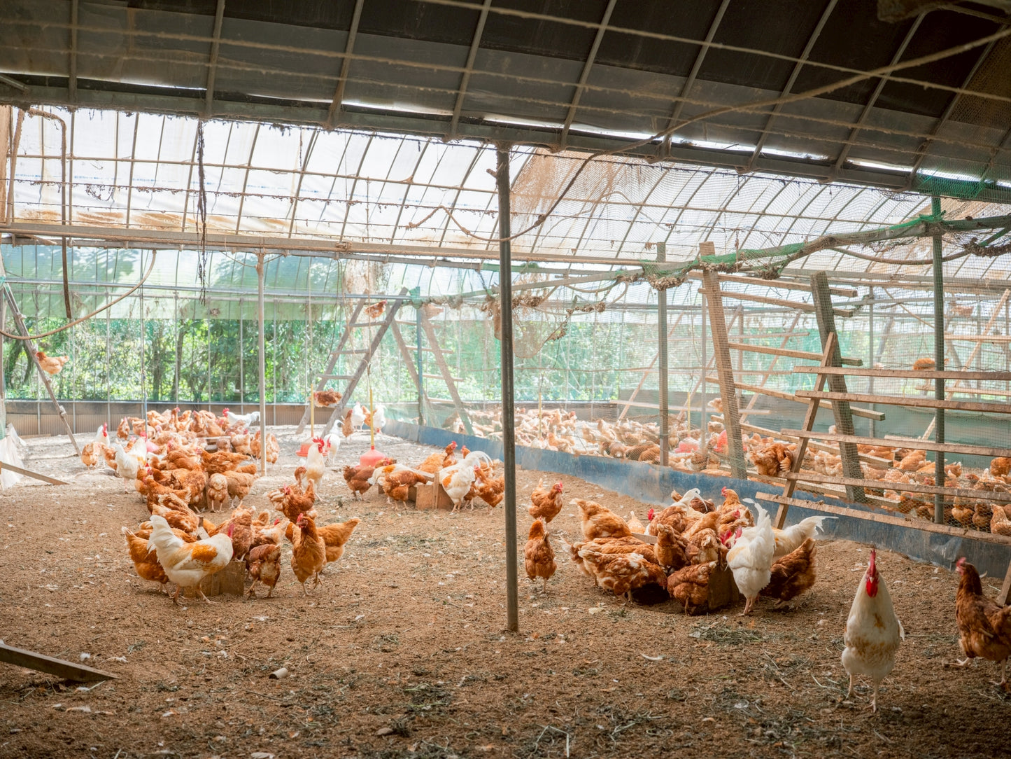 【ギフトにも】手軽な６個入ばあちゃんの昔たまご