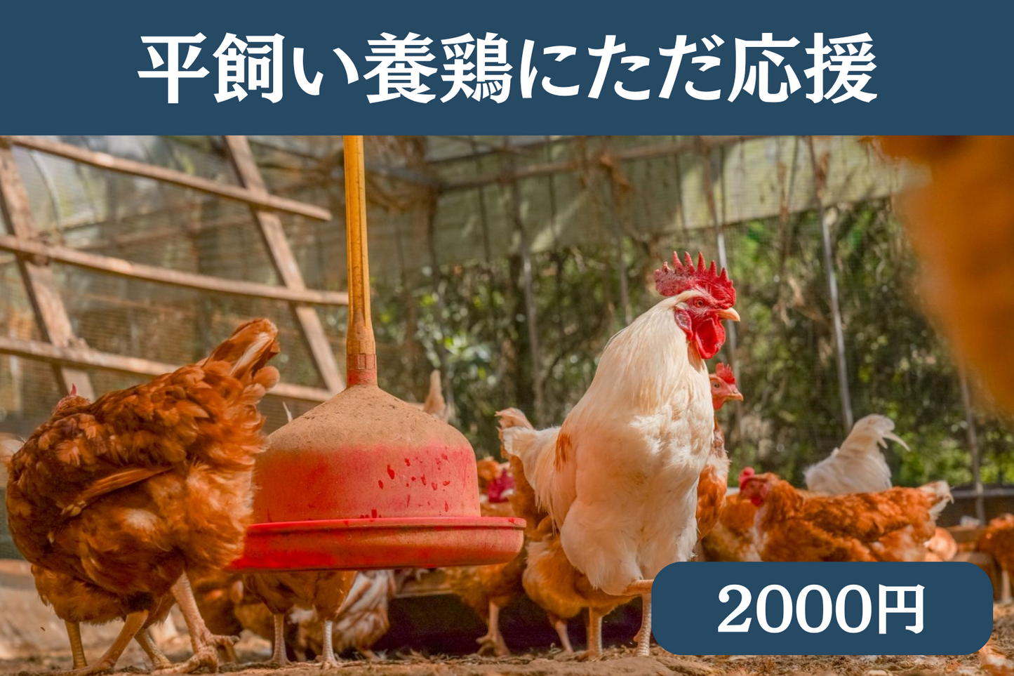 素ヱコ農園 平飼い養鶏の風景 商品写真