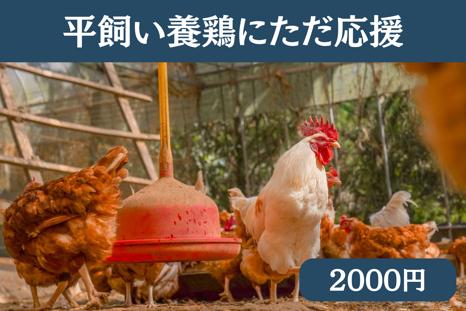 素ヱコ農園 平飼い養鶏の風景 商品写真