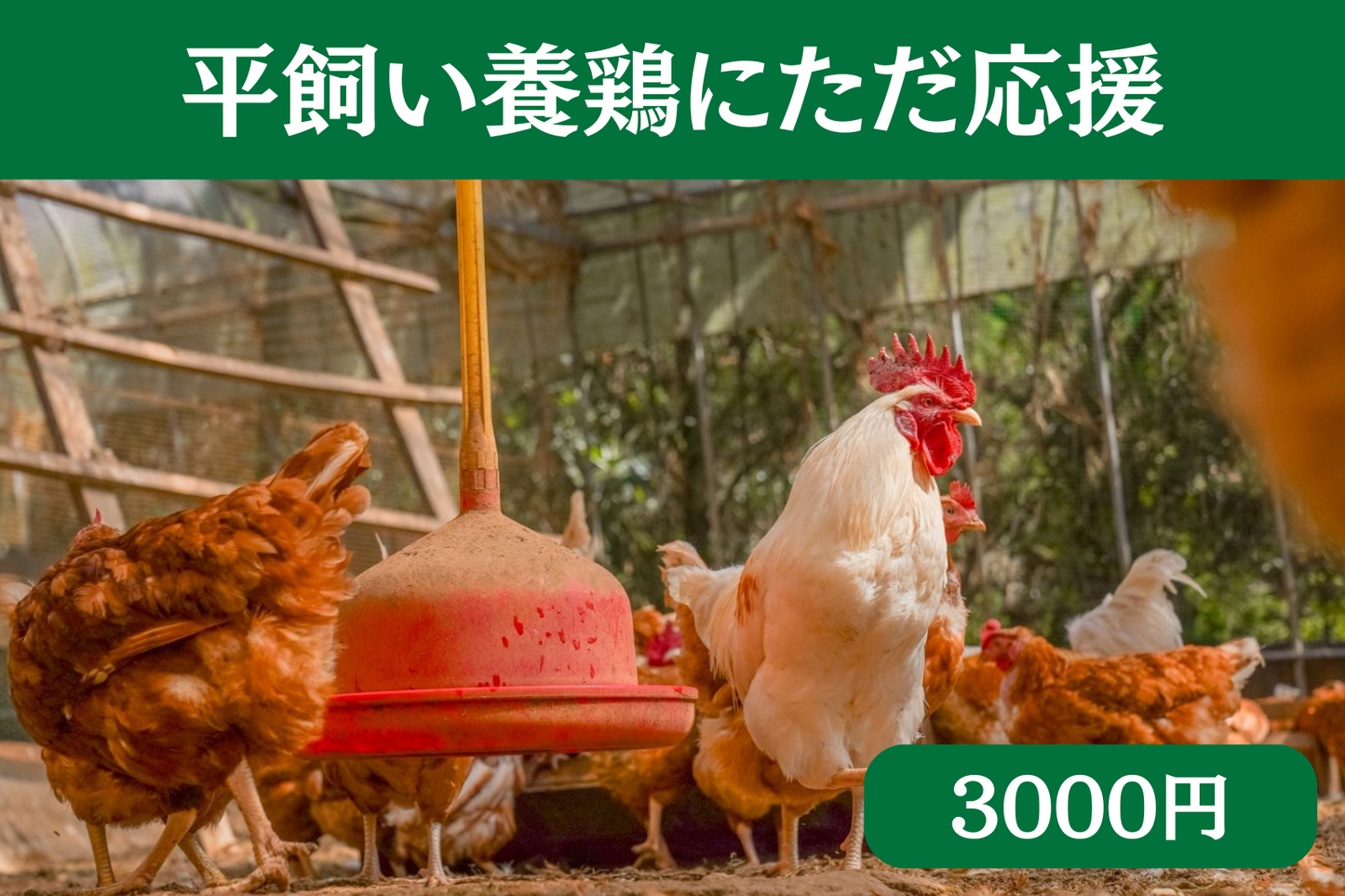 素ヱコ農園 農園の鶏たち 商品写真