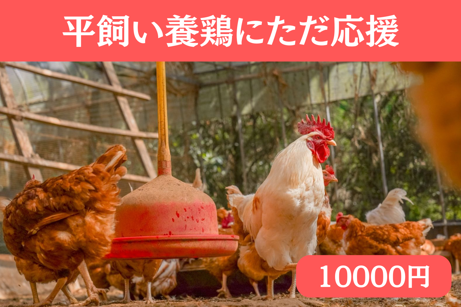 素ヱコ農園 応援への感謝 商品写真