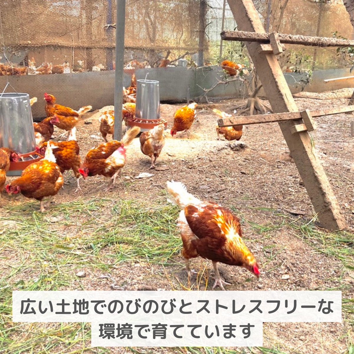 【卵かけご飯専用】たまご6個入り×2パック
