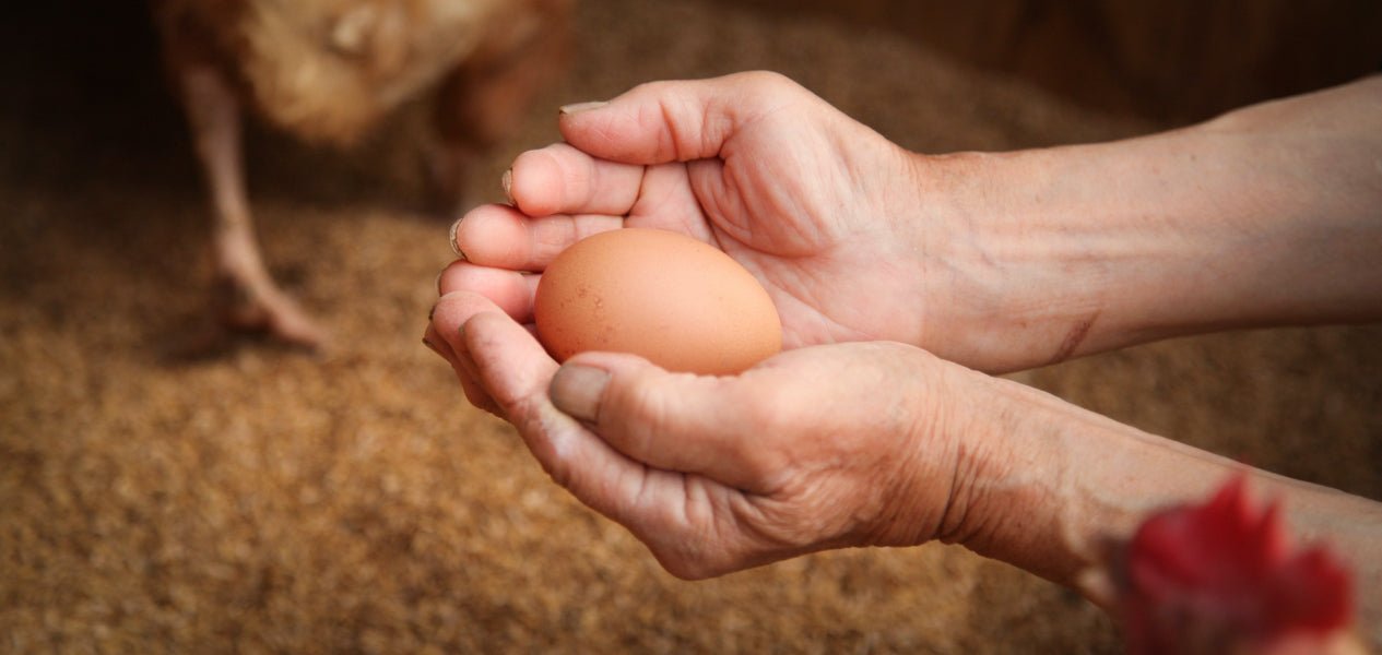 ばあちゃんの昔たまご 40個入り｜平飼い卵 - 素ヱコ農園(スエコノウエン）平飼い卵の通販