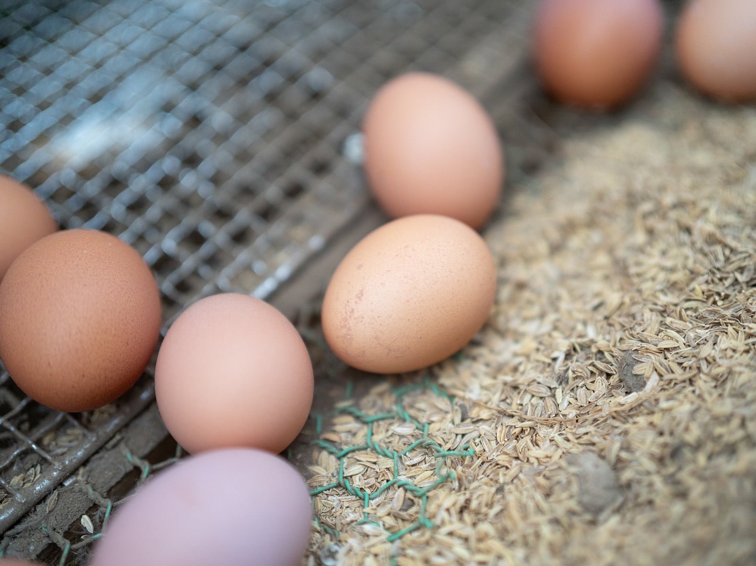 ばあちゃんの昔たまご 60個入り｜平飼い卵 - 素ヱコ農園(スエコノウエン）平飼い卵の通販
