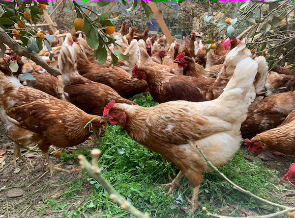素ヱコ農園 ばあちゃんの昔たまご 20個入り｜平飼い卵｜割れ補償あり 商品画像3